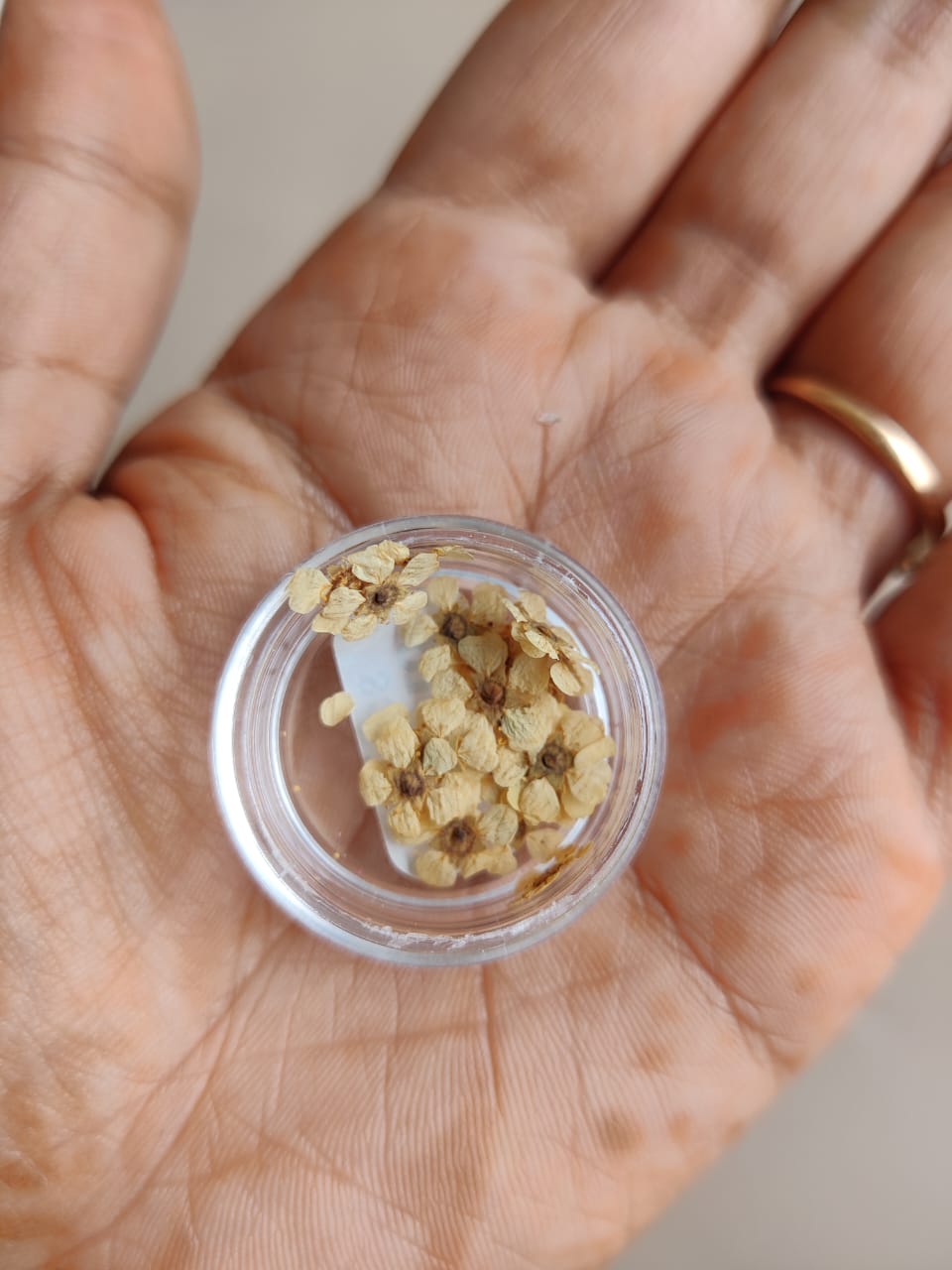 Tiny flower for jewellery - white