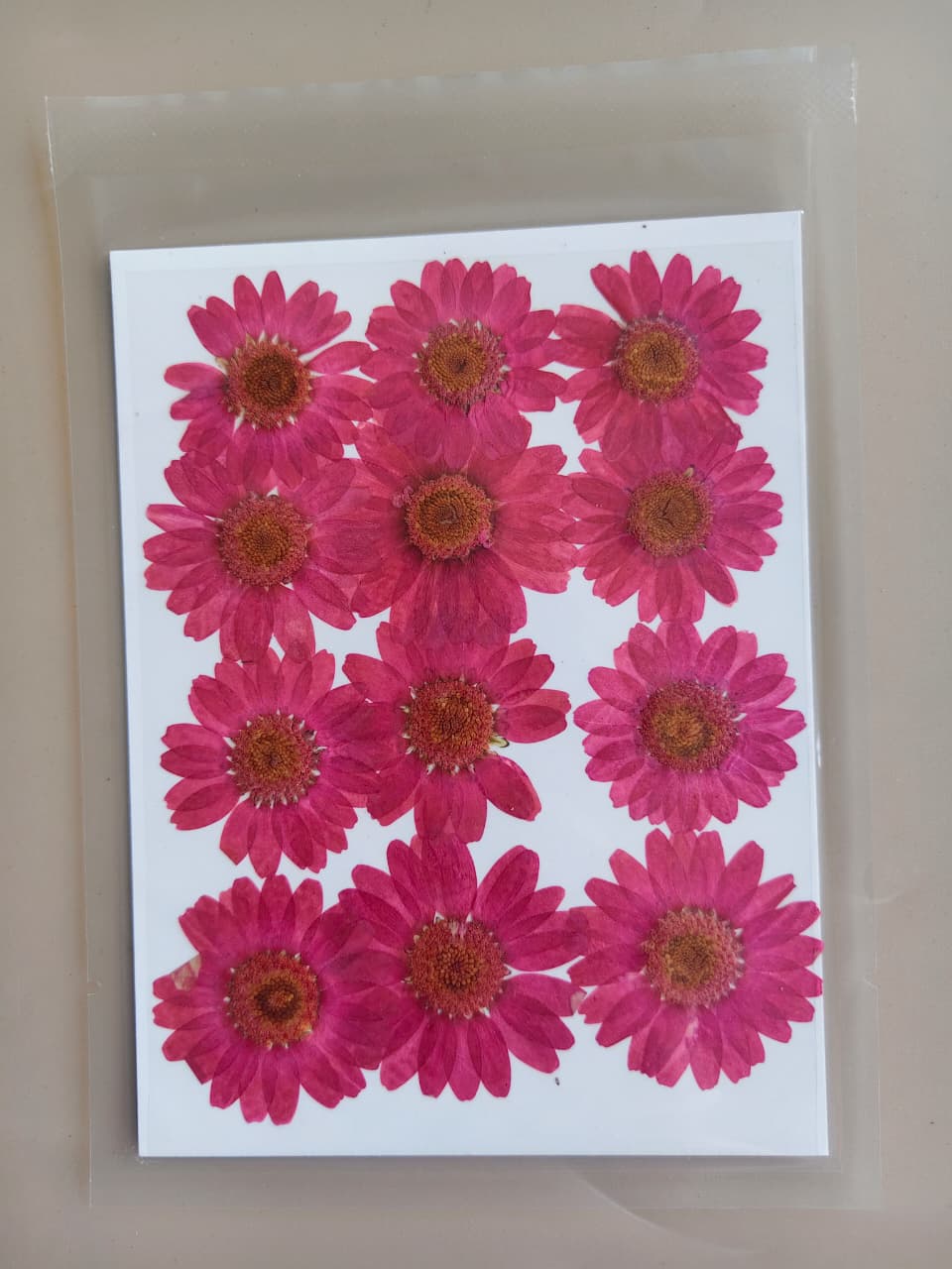 Pressed Flower - Hot Pink