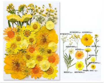 Pressed yellow Flower 40 in 1 - A