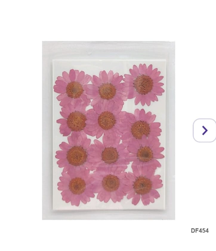 Daisy Pressed Flower - Daisy dusty pink