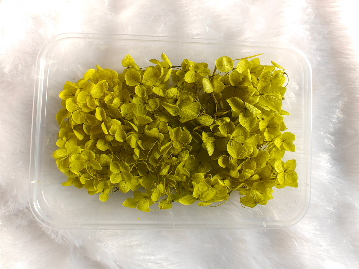 Hydrangea flowers /Dry flower box - Mehendi Green