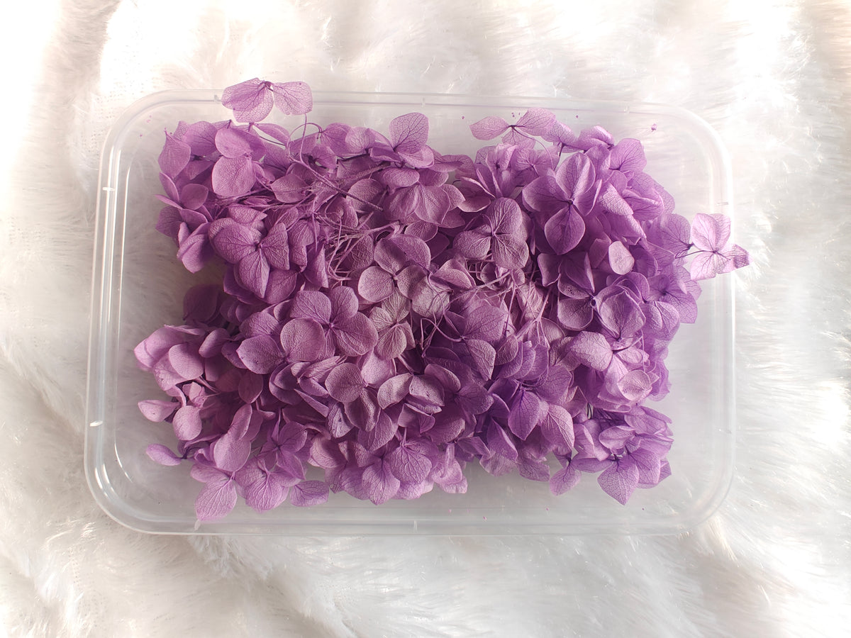Hydrangea flowers /Dry flower box - lavender colour