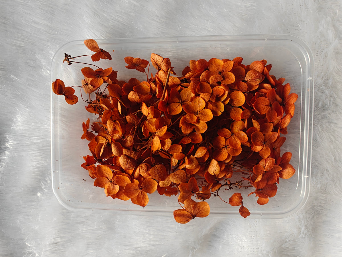 Hydrangea flowers /Dry flower box - Rust Orange