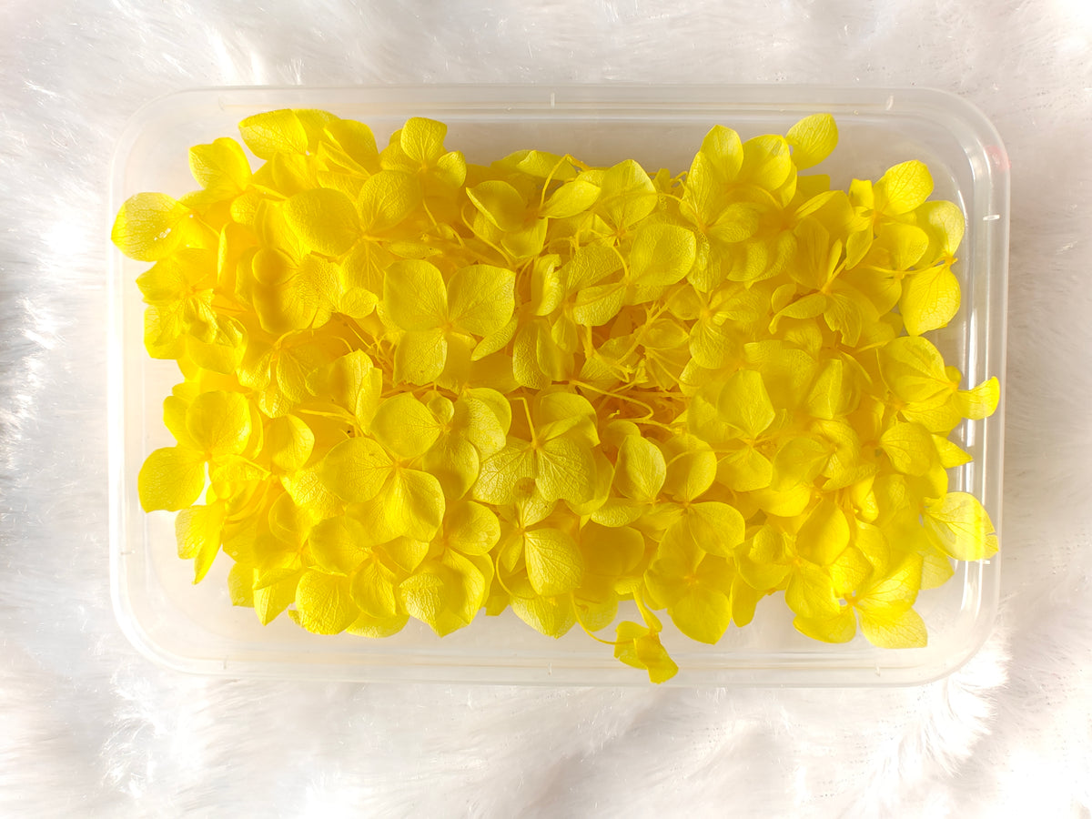 Hydrangea flowers /Dry flower box - bright Yellow