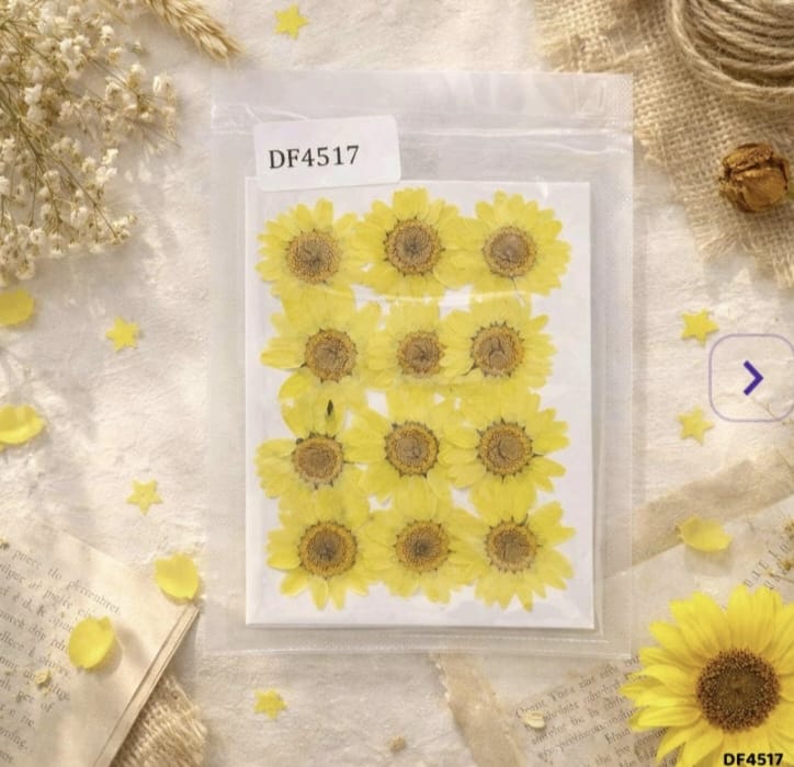 Pressed Flower - Daisy bright yellow