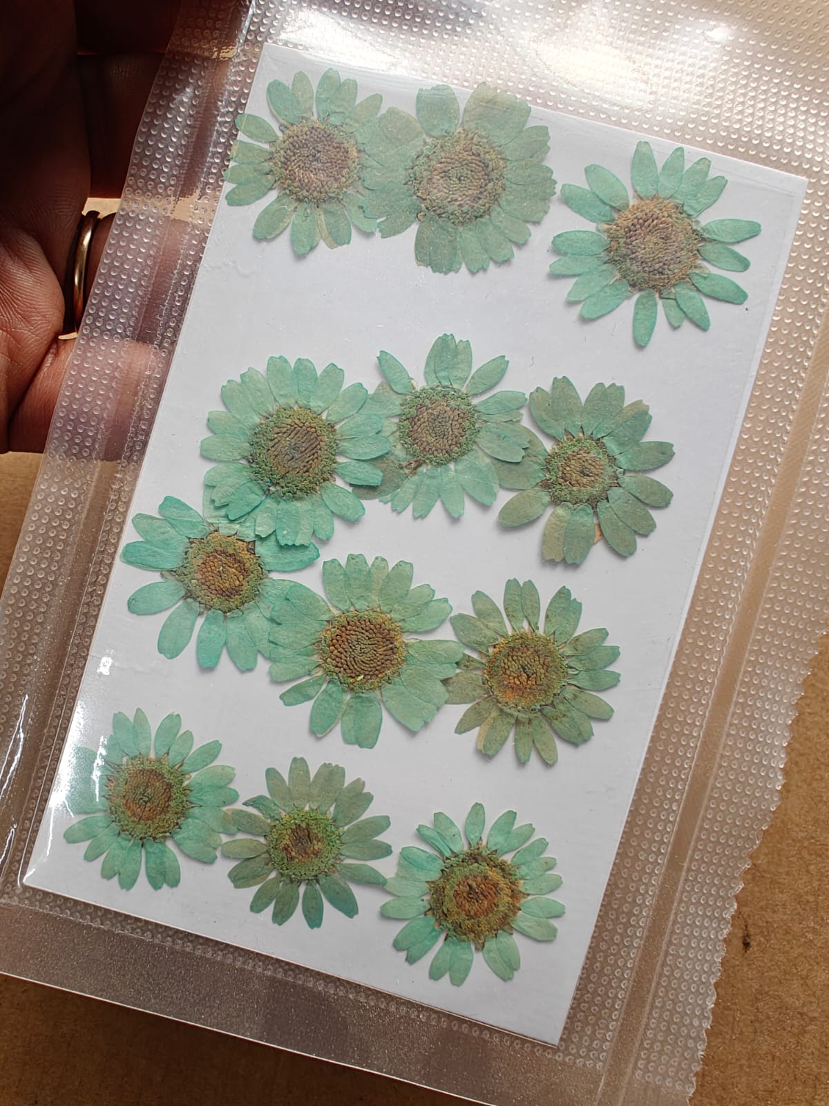 Pressed Flower -Aqua green