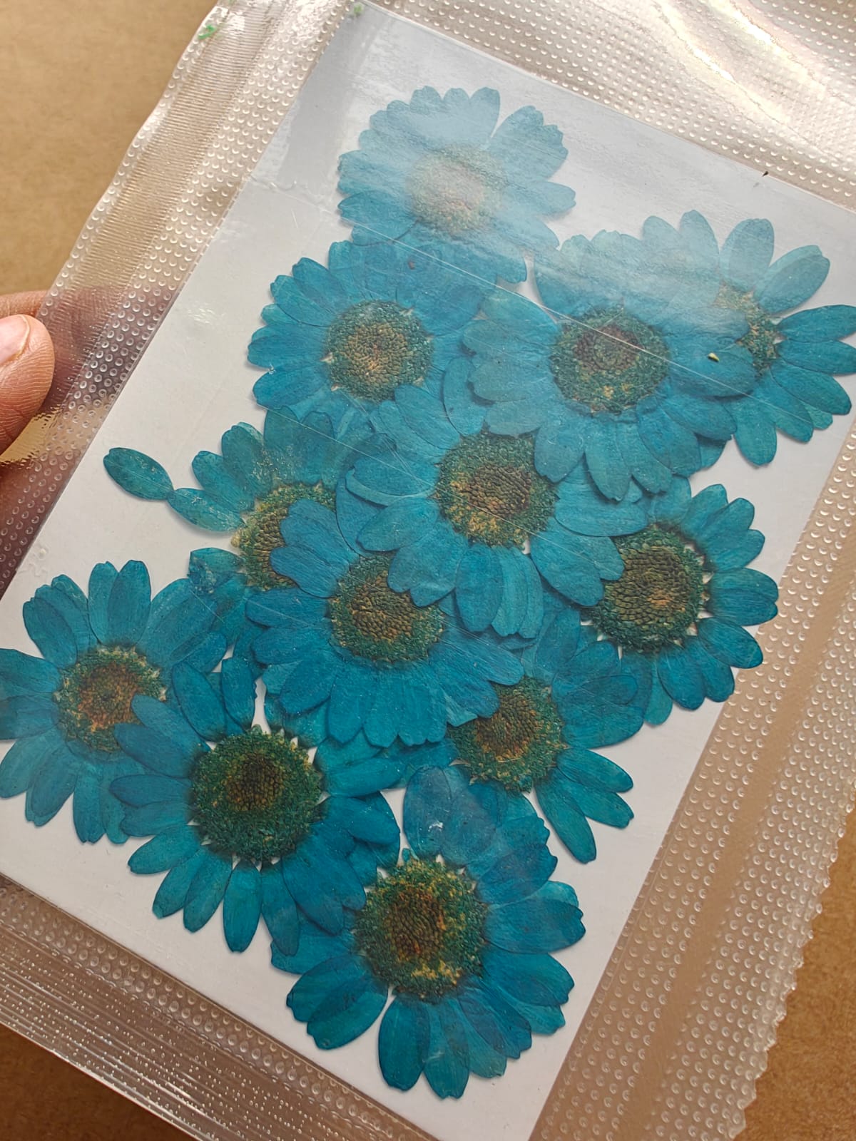 Pressed Flower - Ocean blue