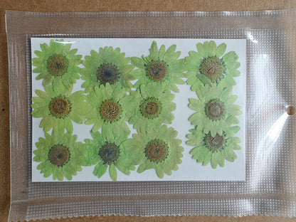 Pressed Flower - Parrot Green