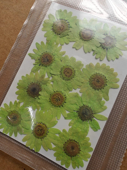 Pressed Flower - Parrot Green