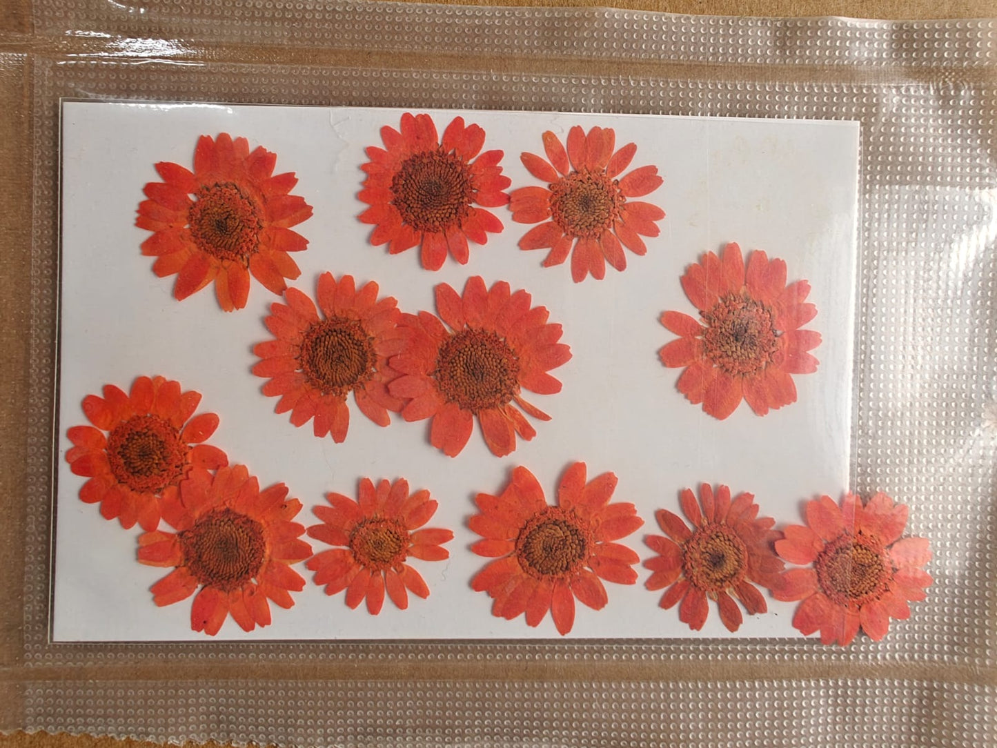 Pressed Flower - Orange