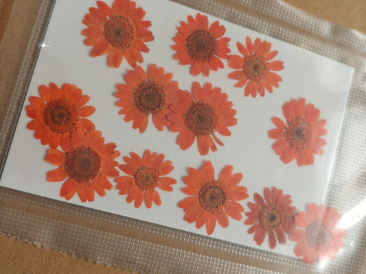 Pressed Flower - Orange