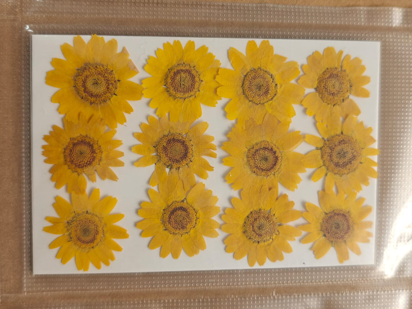 Pressed Flower - Yellow