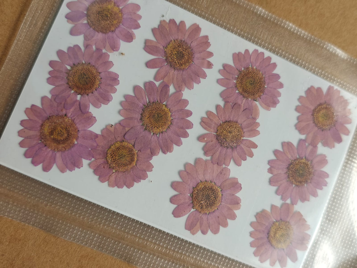 Pressed Flower - Purple