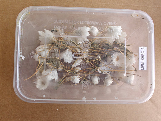 Winter rose dry flowers box - white