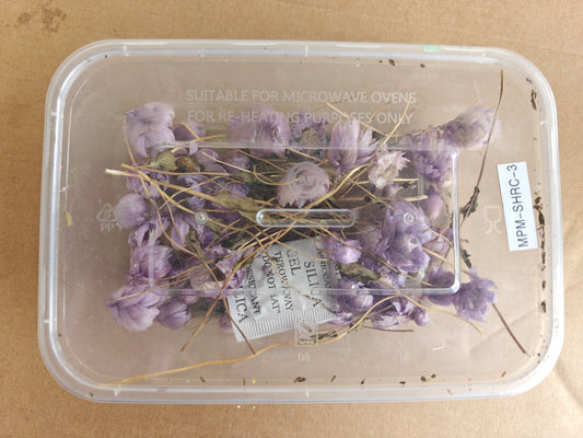 Winter rose dry flowers box - lavender