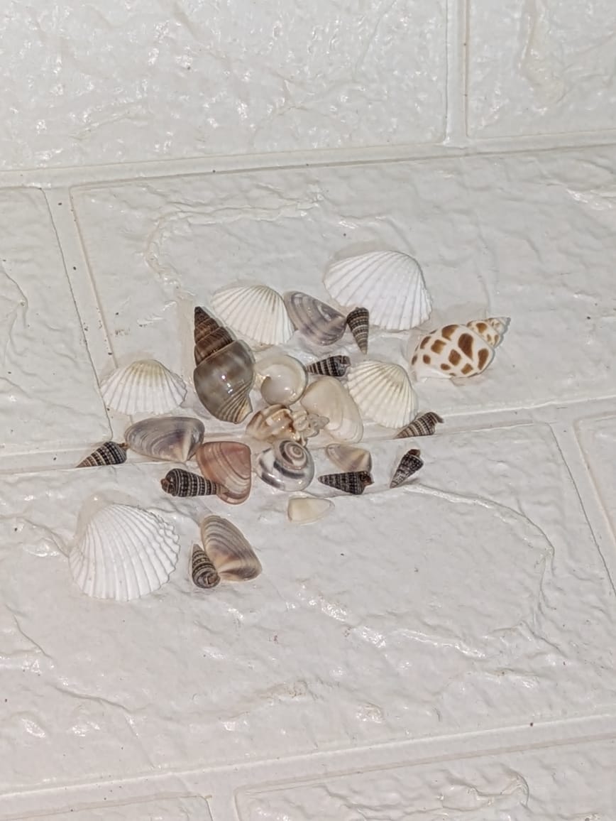 Shells