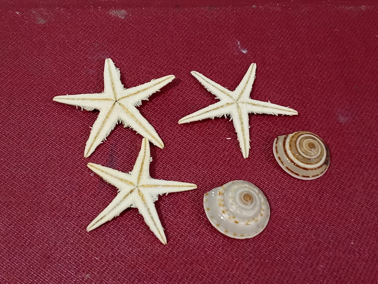 Real Star Fish Set