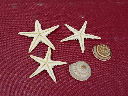 Real Star Fish Set
