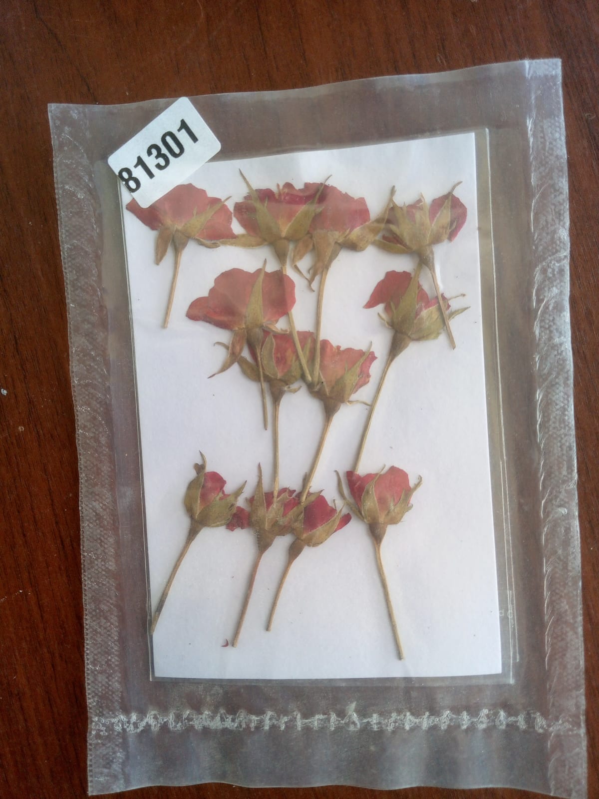 Pressed flowers - Roses without leaves