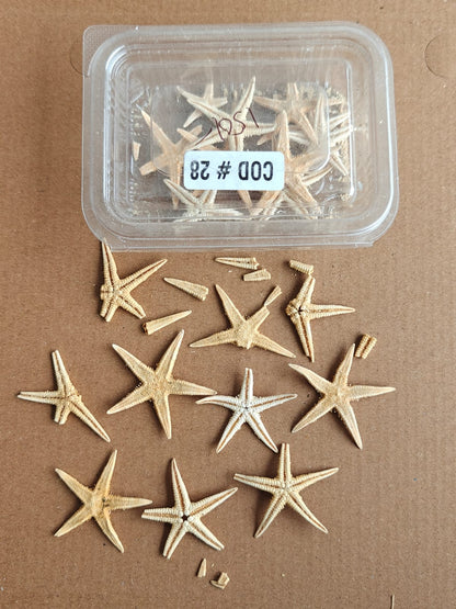 Real Star Fish pack