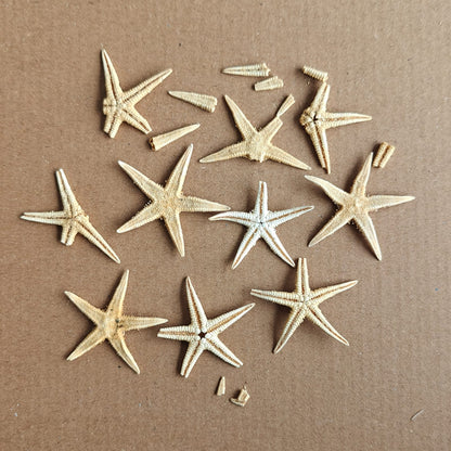 Real Star Fish pack