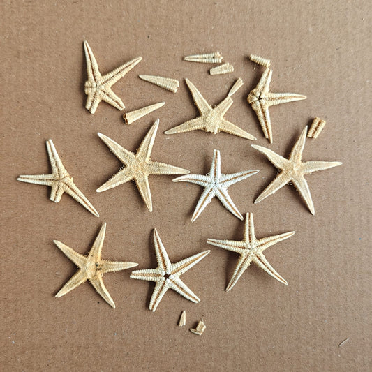 Real Star Fish pack