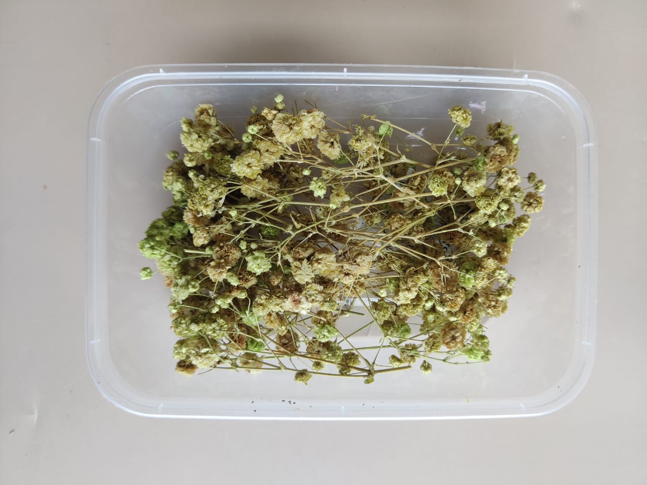 Baby breath/Gypsy dry flowers - Light green