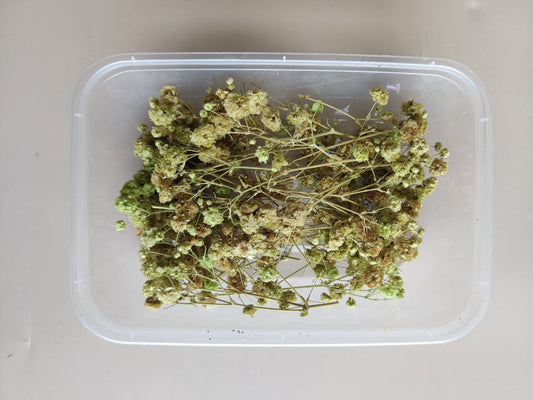 Baby breath/Gypsy dry flowers - Light green
