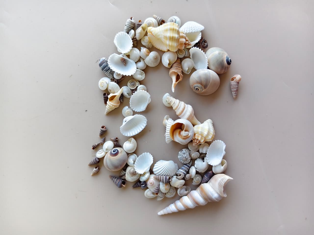 Shells