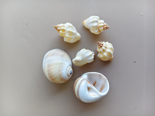 Big size shells