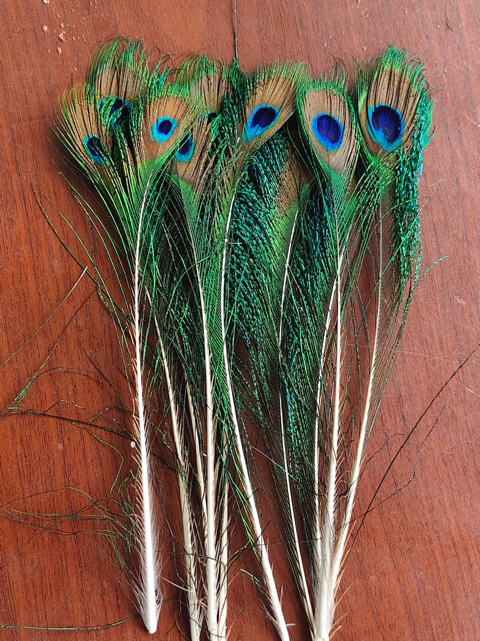 Peacock Feather/ Mor Pankh