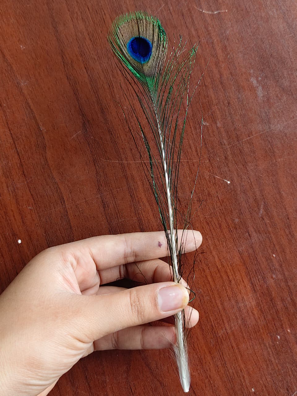 Peacock Feather/ Mor Pankh