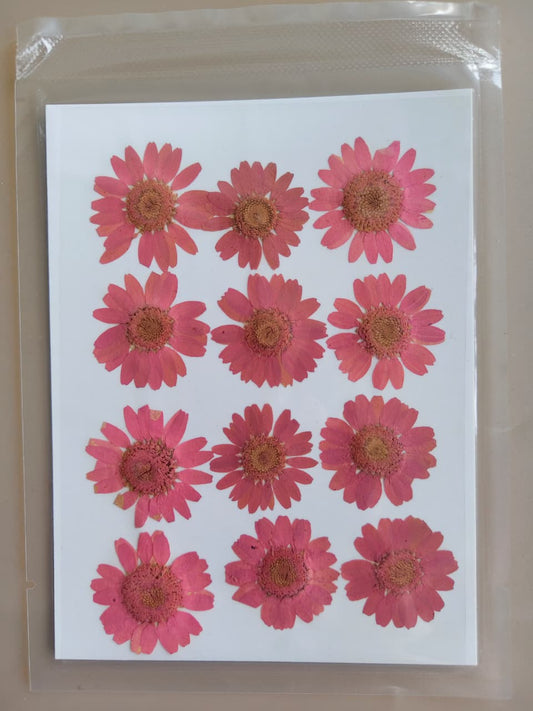 Daisy Pressed Flower -Dusty Pink
