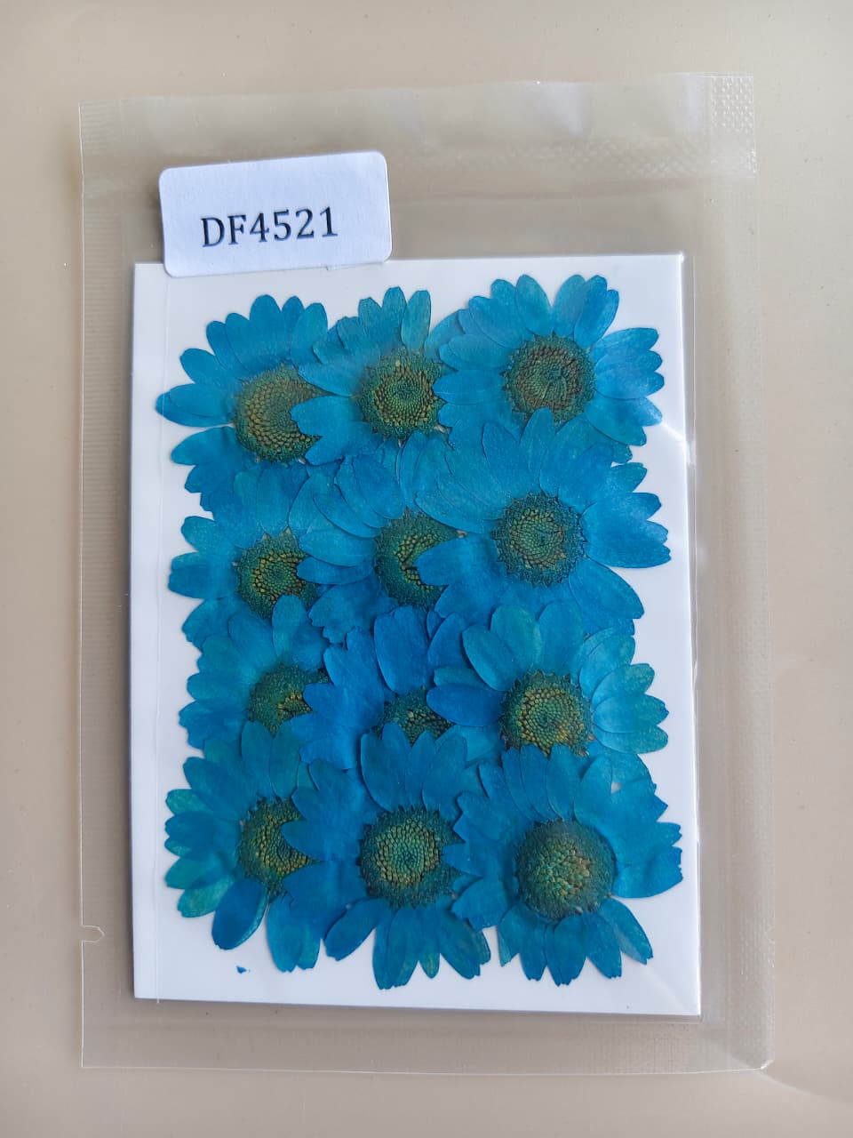 Daisy Pressed Flower - Blue