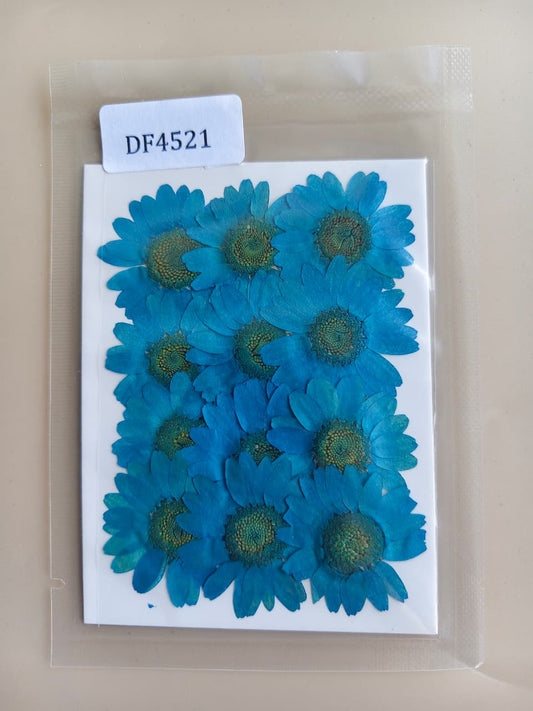 Daisy Pressed Flower - Blue