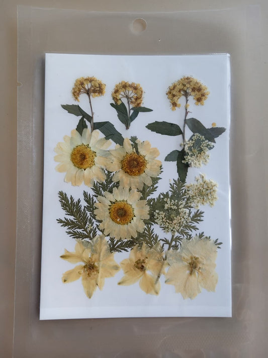 40 In 1 Pressed Flowers white- B