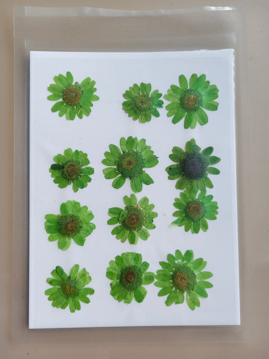 Daisy Pressed Flower - Green