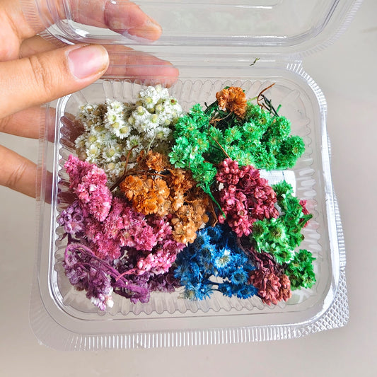Daisy dry flowers box - B