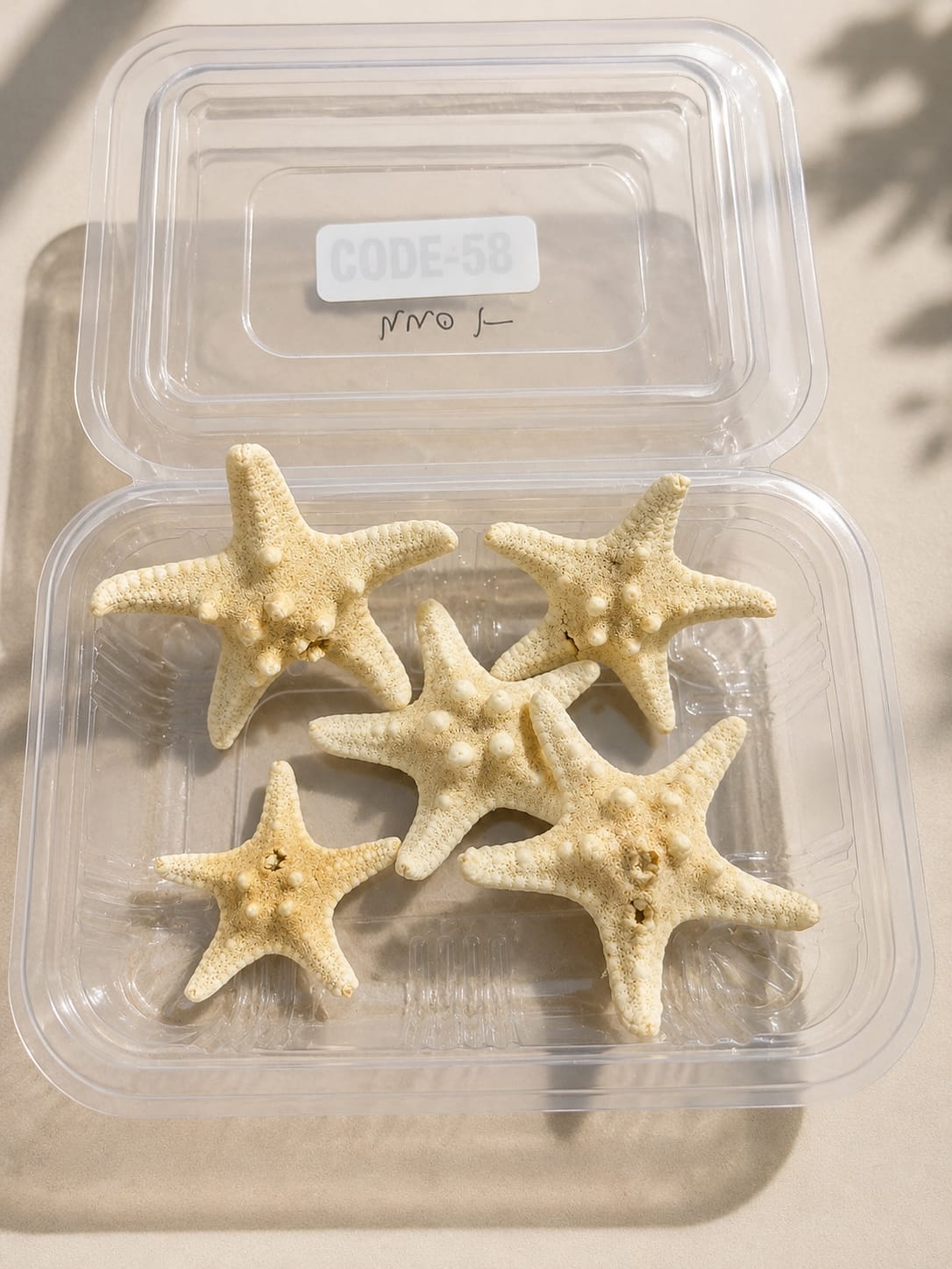 Real Star Fish pack - A