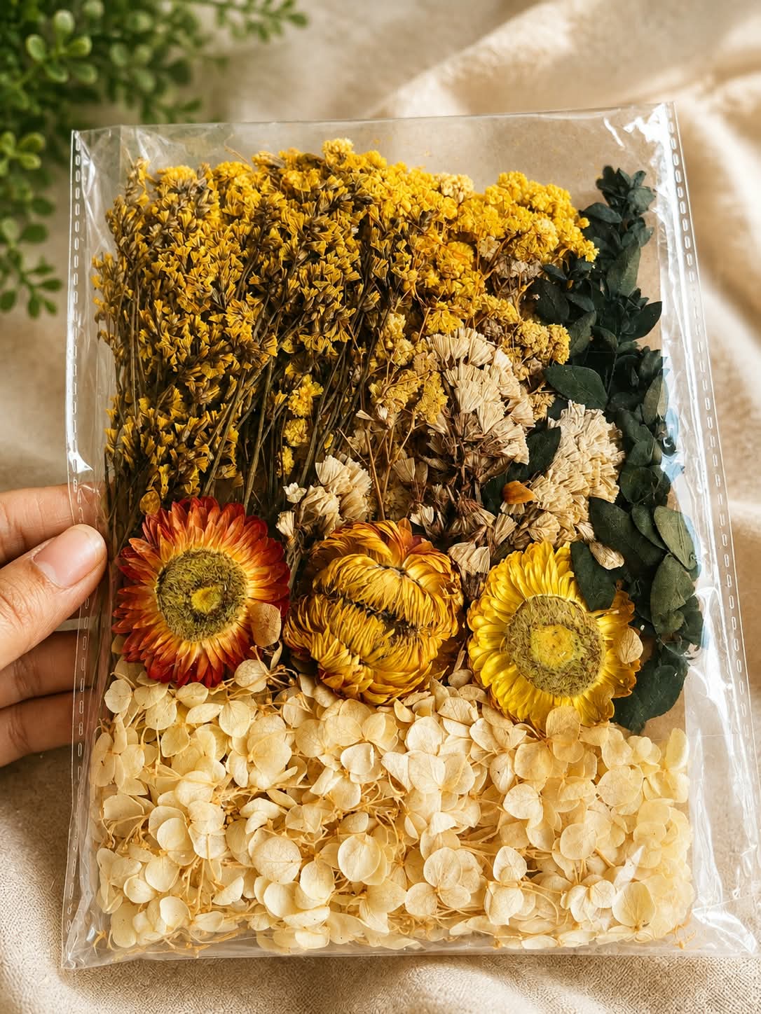 Dry Flower packet K Yellow
