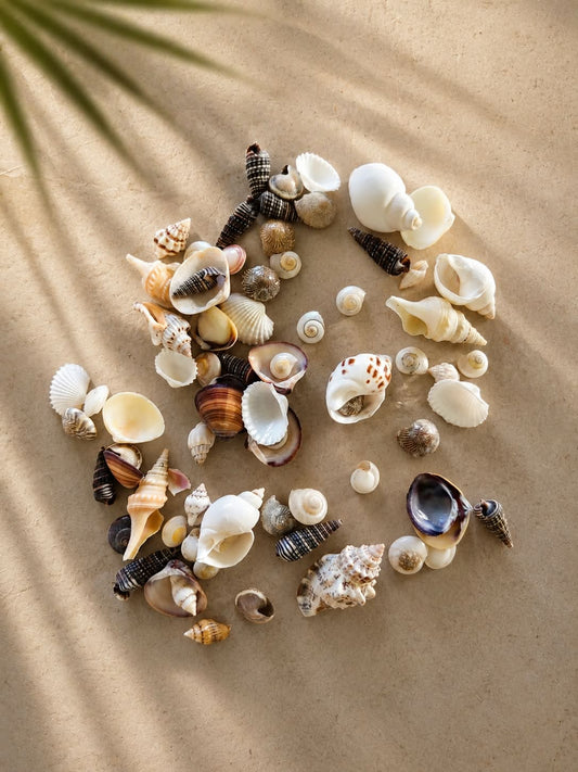 Shells