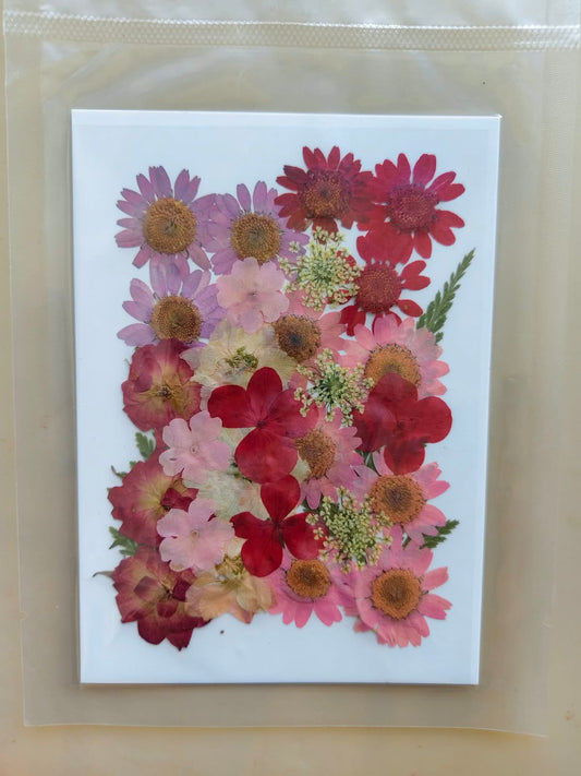 Pressed Flowers - P