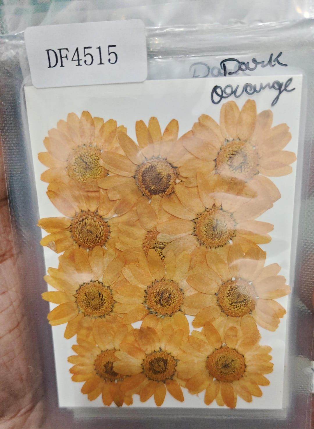 Daisy Pressed Flowers - Dark Orange DF4515