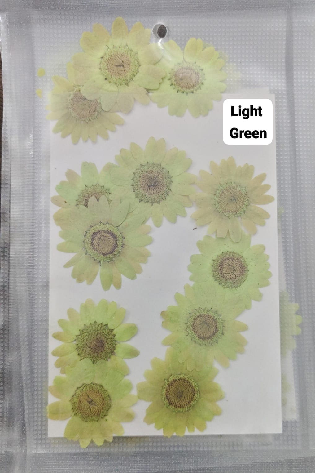 Daisy Pressed Flower - Light Green