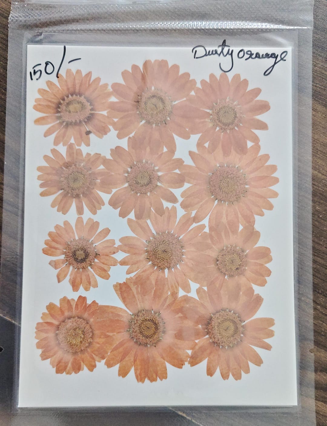 Daisy Pressed Flowers - Dusty Orange