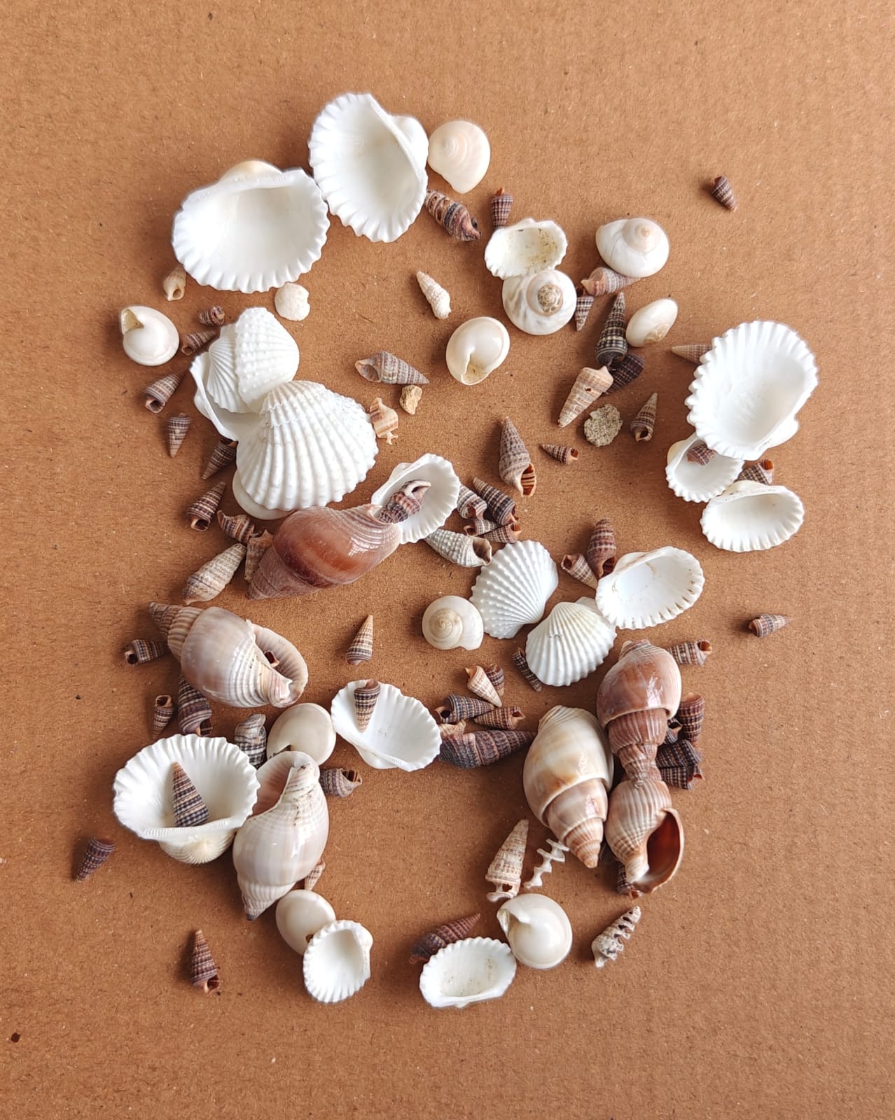 Shells