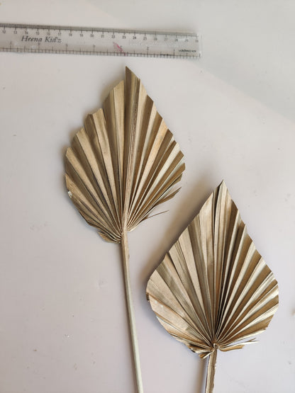 Spear Palm