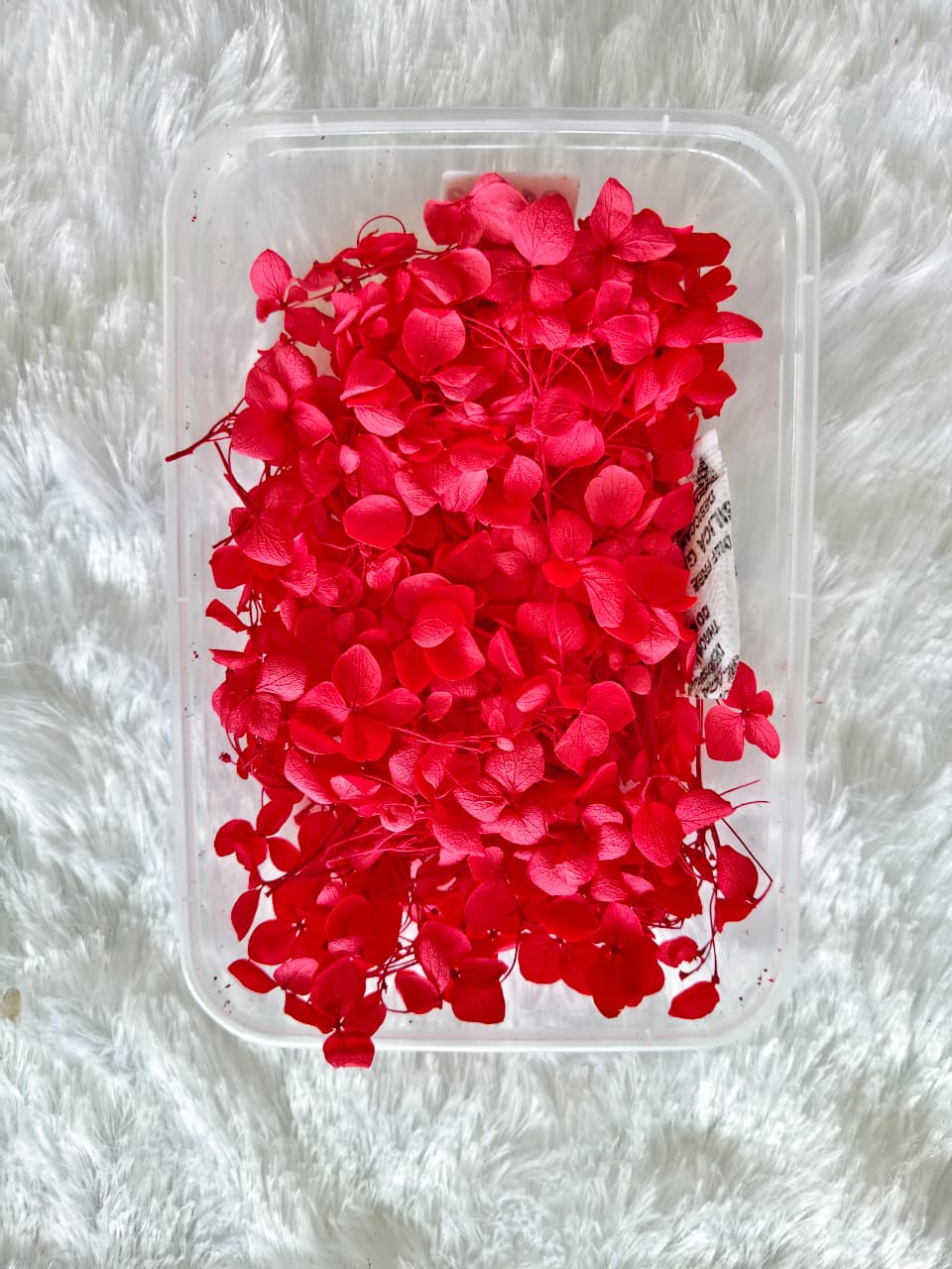 Hydrangea flowers