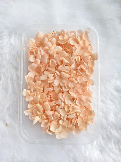Hydrangea flowers