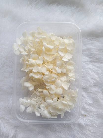 Hydrangea flowers
